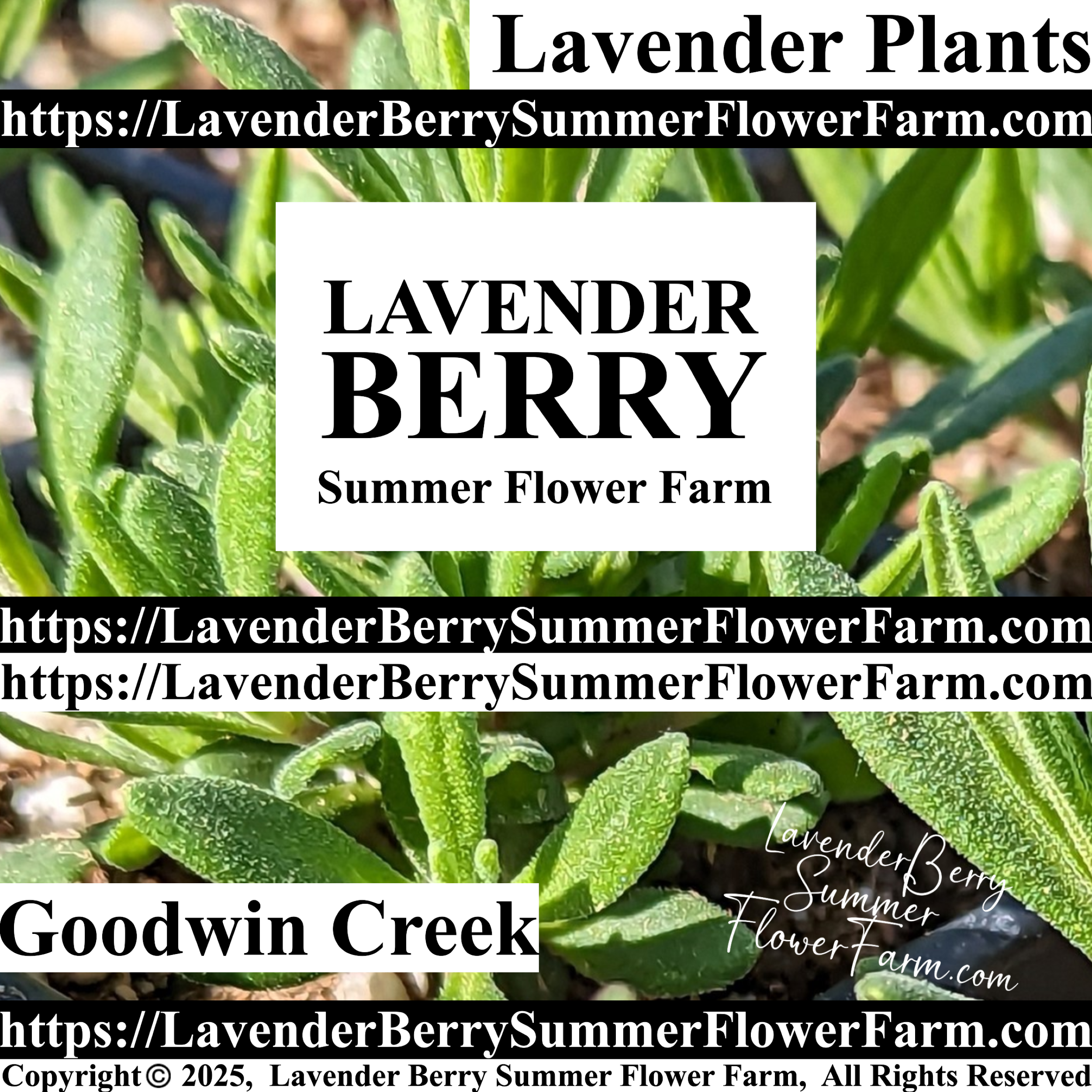 Jean Davis Lavender Plants & Plug Trays For Sale - Zone 4 Cold